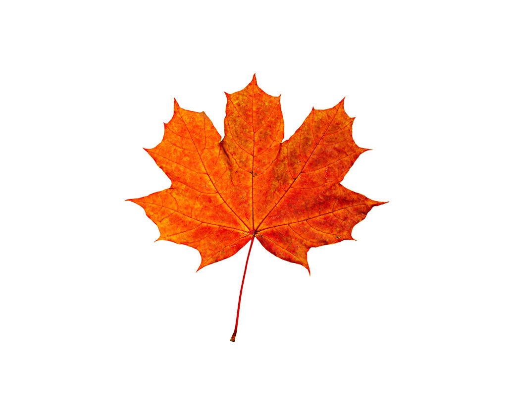 Acer Saccharum (Sugar Maple) Extract