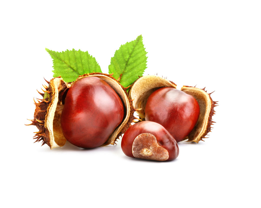 Aesculus Hippocastanum (Horse Chestnut) Seed Extract