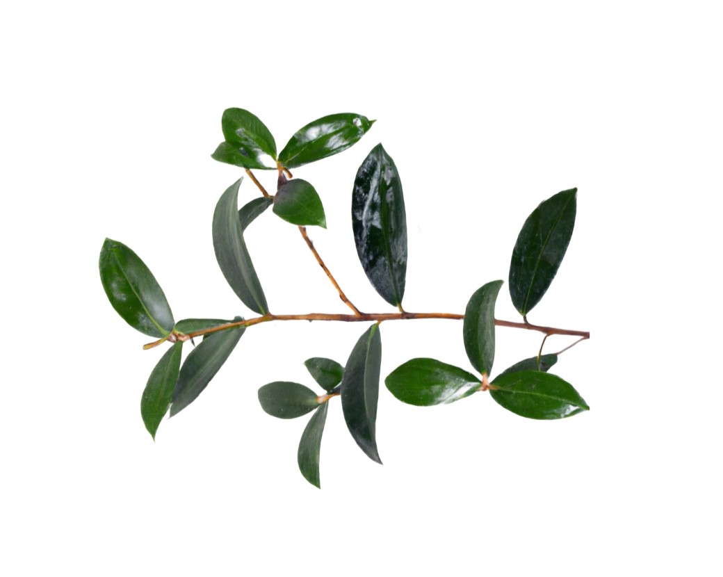 Aphloia Theiformis Leaf Extract
