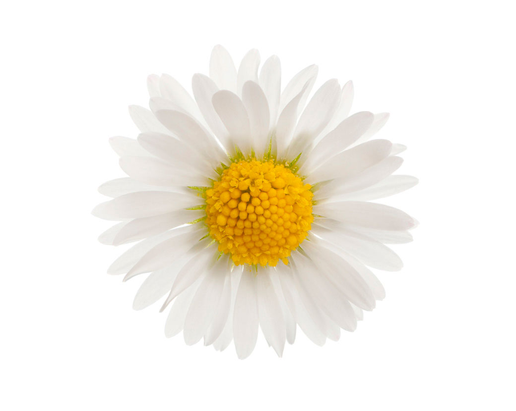 Bellis Perennis (Daisy) Flower Extract