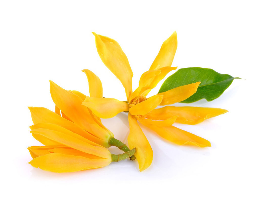 Cananga Odorata Flower Oil