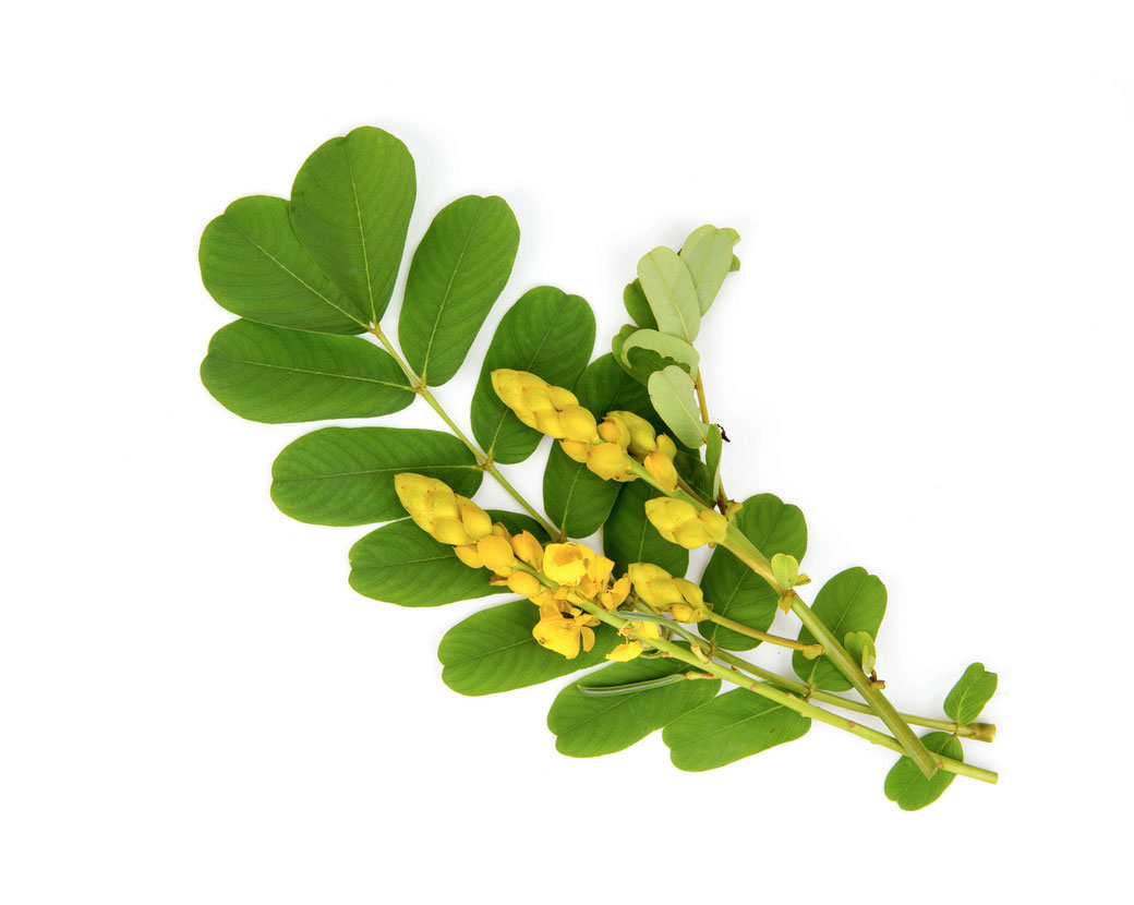 Cassia Alata Leaf Extract