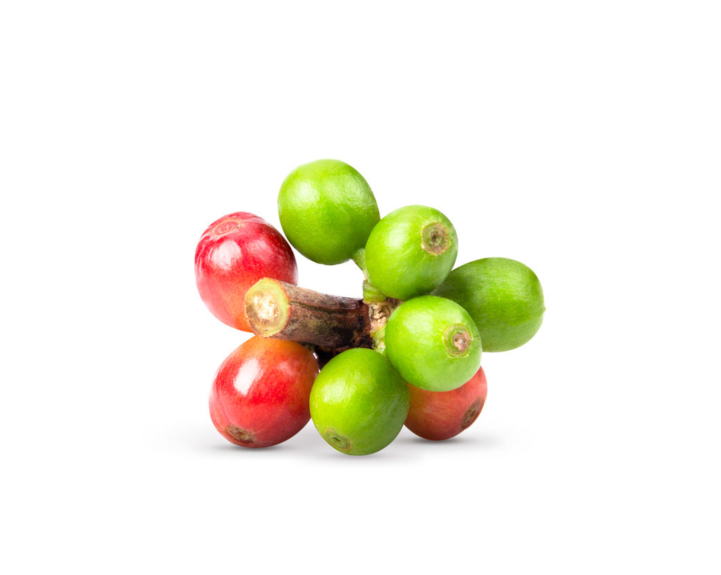 Coffea Arabica (Coffee) Seed Extract