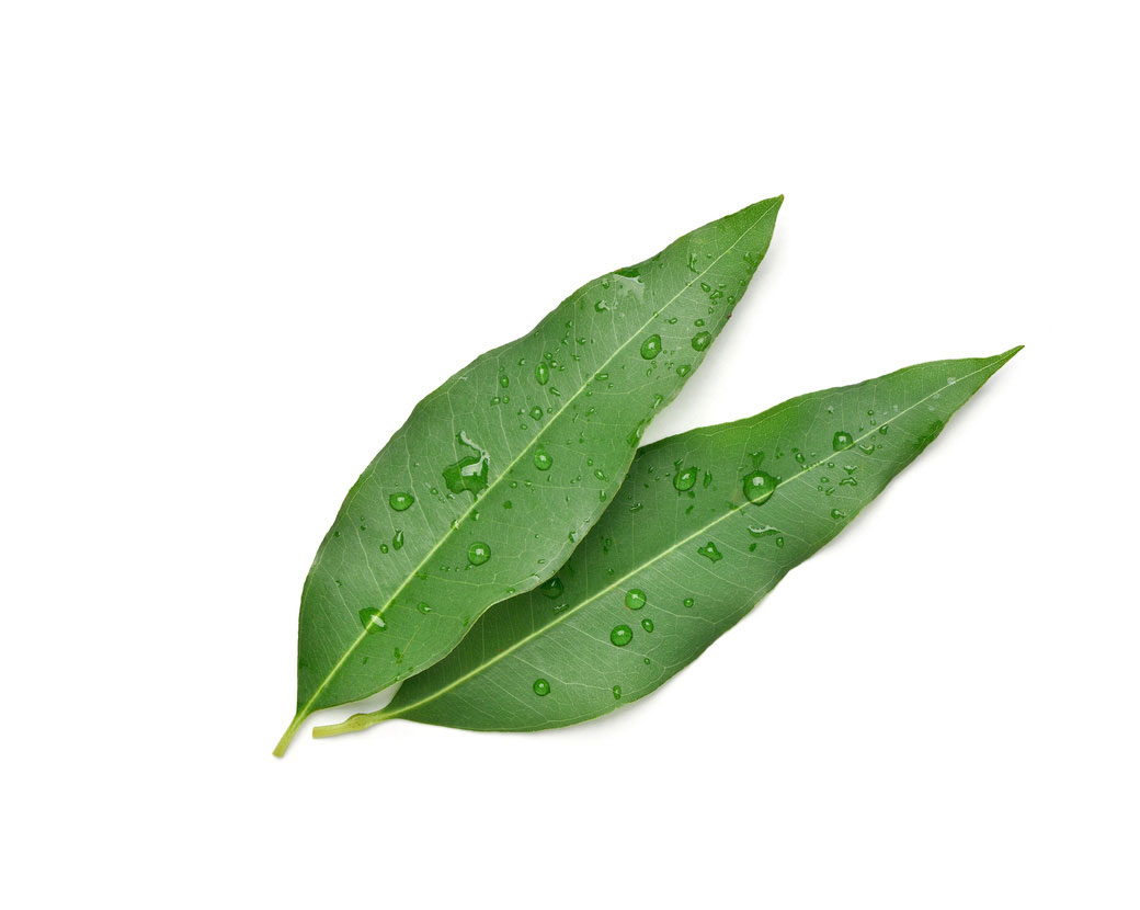 Eucalyptus Globulus Leaf Oil