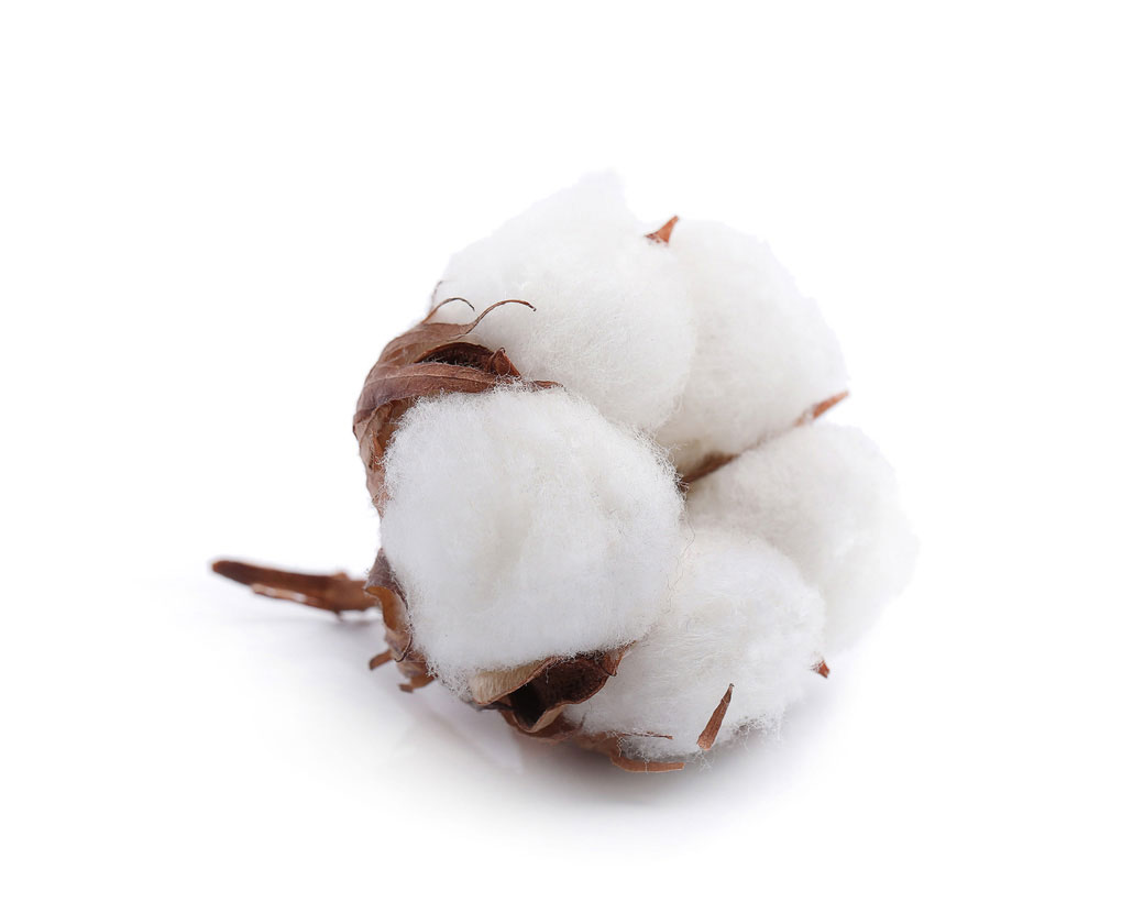 Gossypium Herbaceum (Cotton) Seed Oil