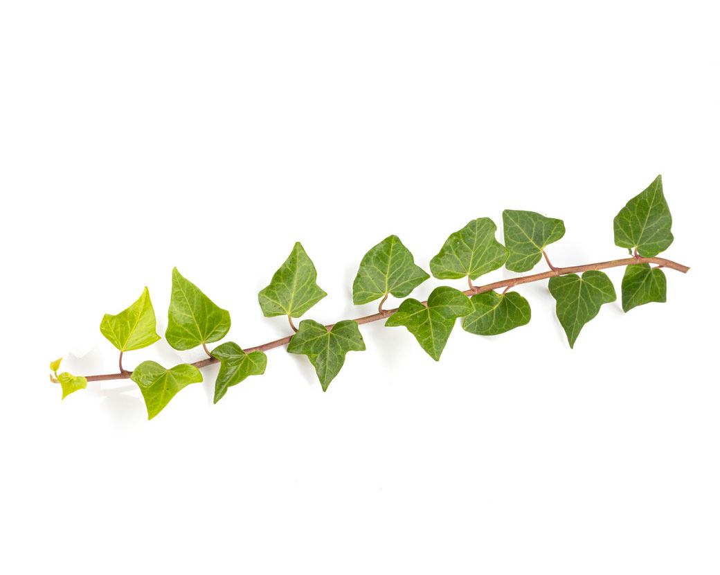 Hedera Helix (Ivy) Extract