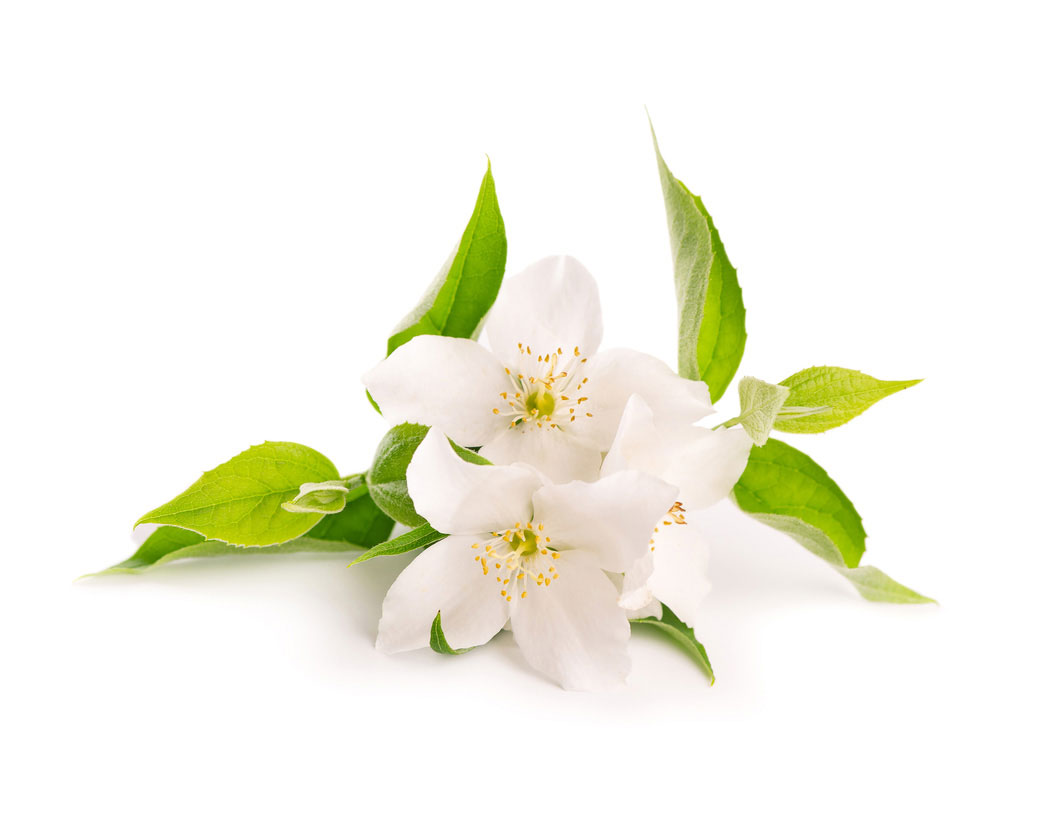 Jasminum Officinale (Jasmine) Flower Extract