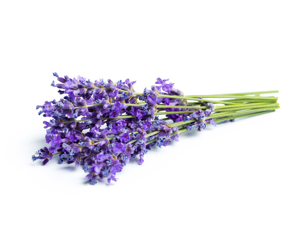 Lavandula Angustifolia (Lavender) Extract