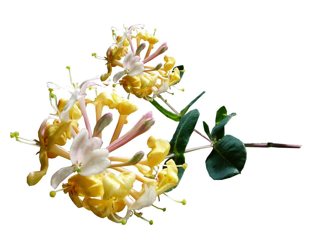 Lonicera Japonica (Honeysuckle) Flower Extract