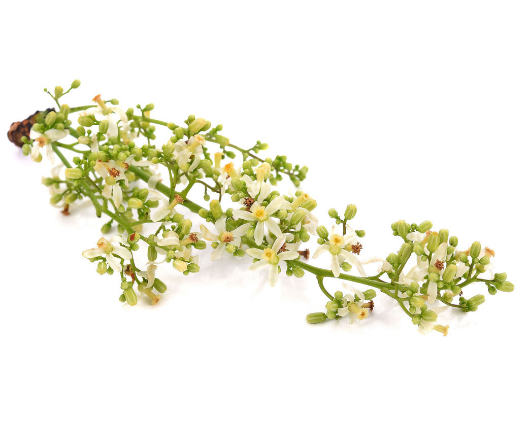 Melia Azadirachta Flower Extract