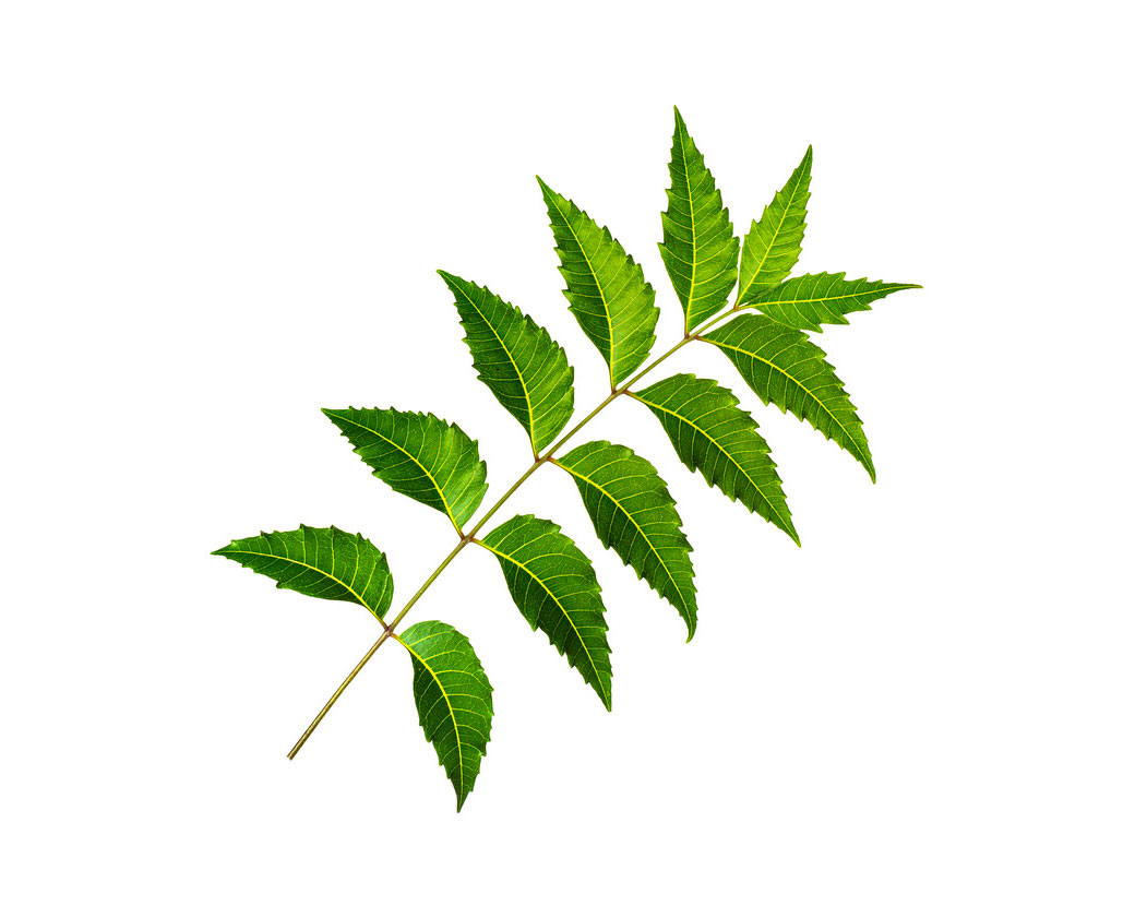 Melia Azadirachta Leaf Extract