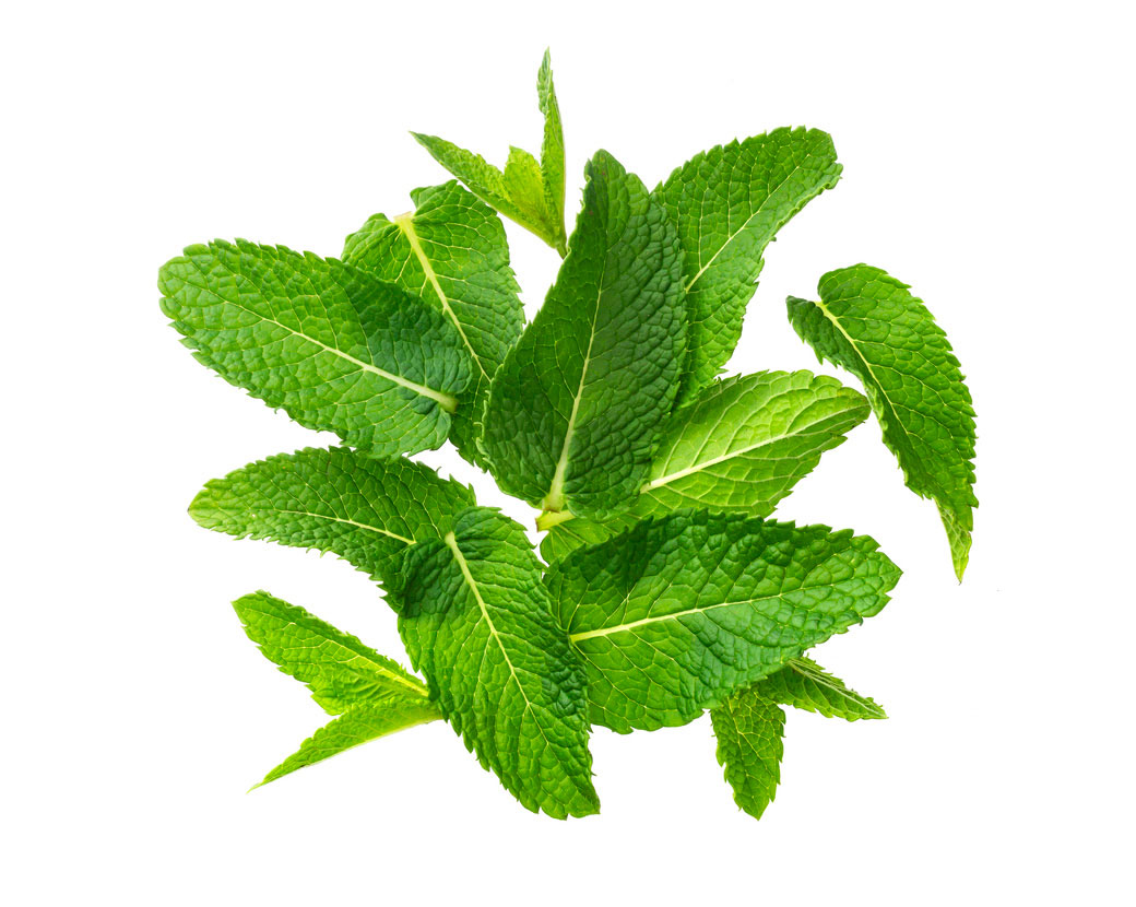 Mentha Viridis (Spearmint) Leaf Oil