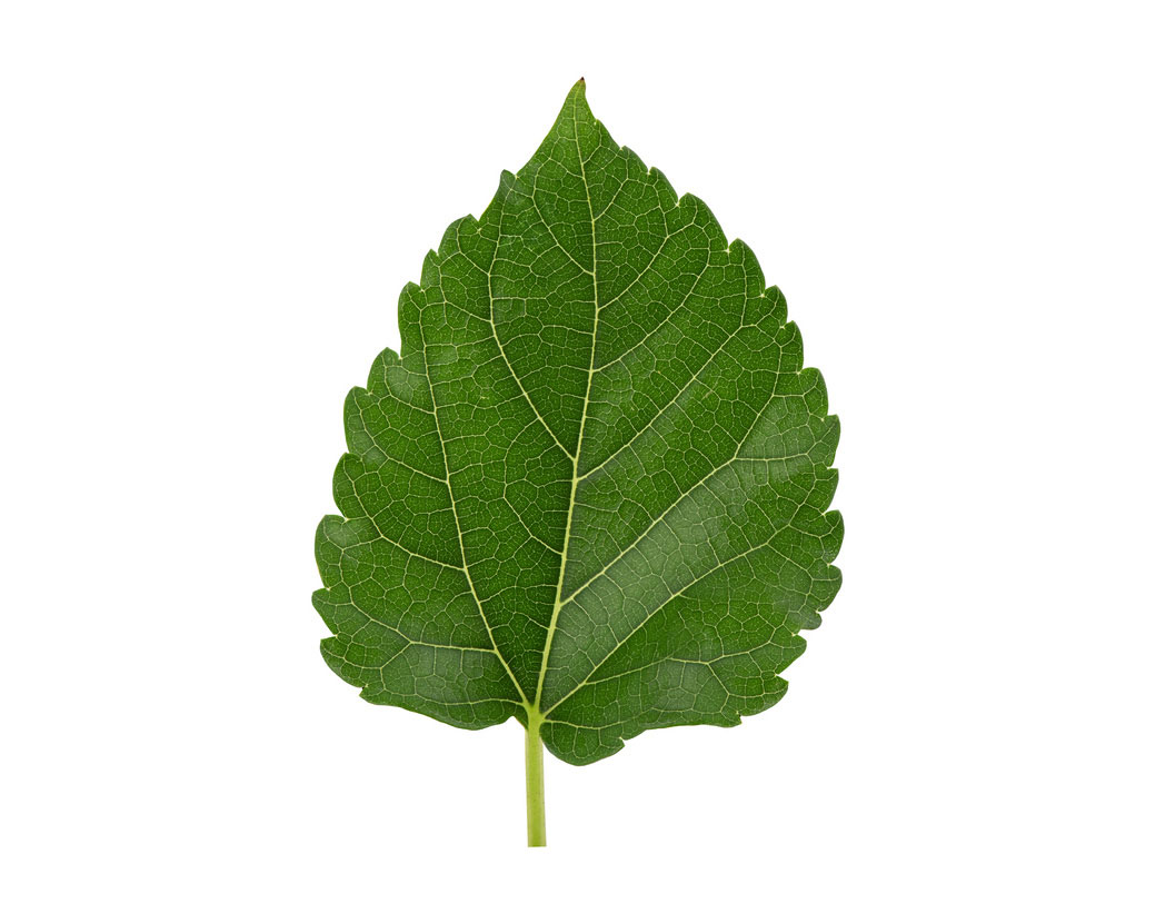 Morus Alba Leaf Extract