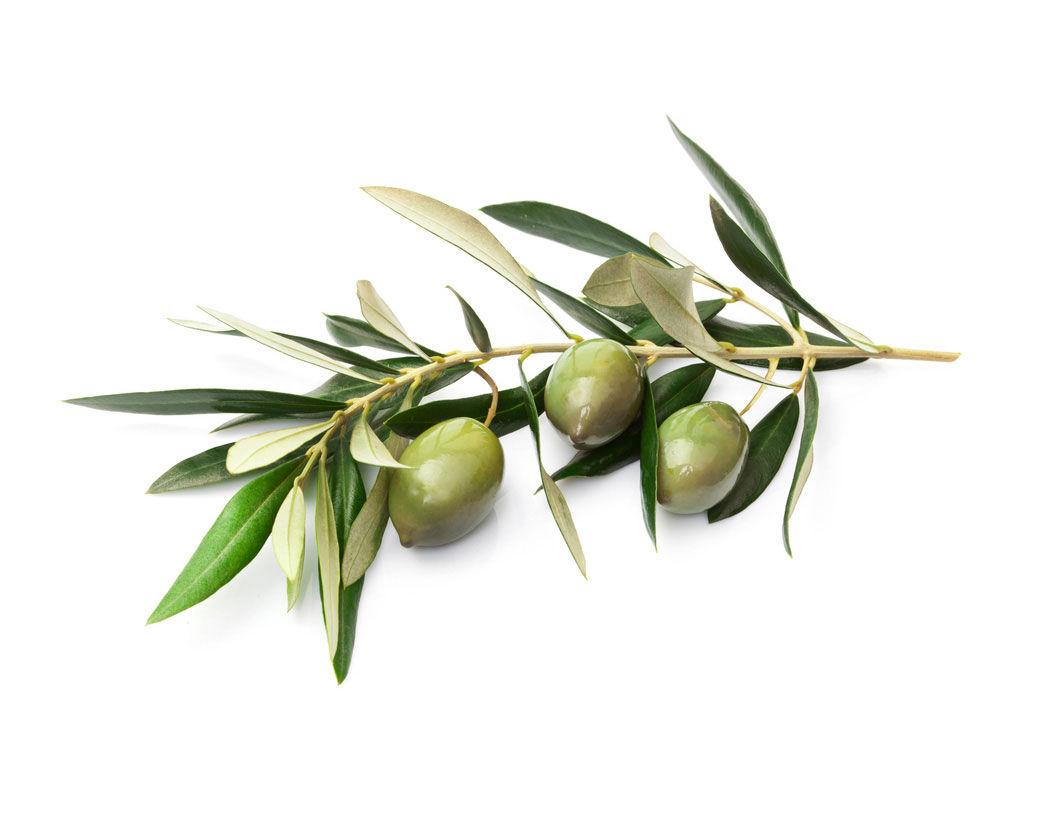 Olea Europaea (Olive) Leaf Extract