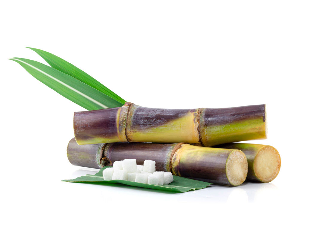 Saccharum Officinarum (Sugarcane) Extract