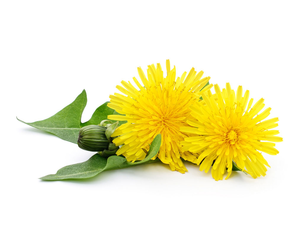 Taraxacum Officinale (Dandelion) Flower/Leaf/Stem Extract