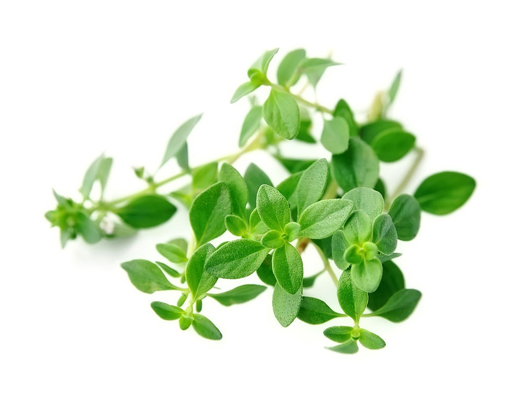 Thymus Vulgaris (Thyme) Flower/Leaf Extract