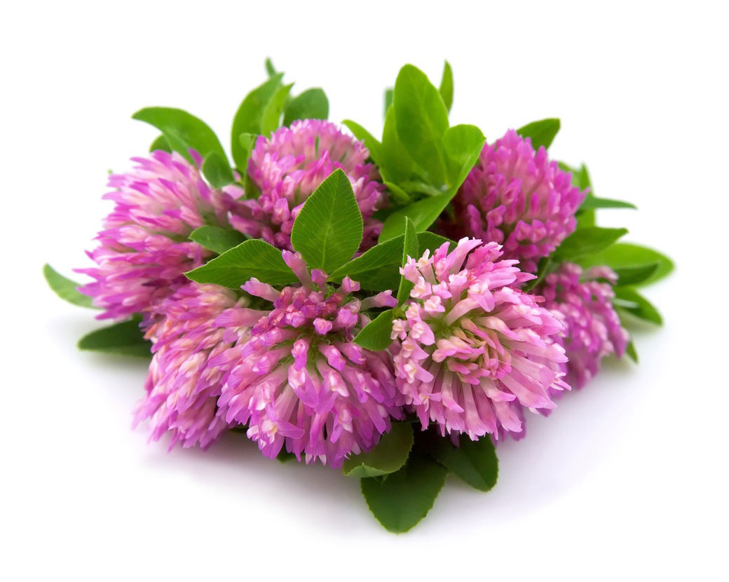 Trifolium Pratense (Clover) Flower Extract