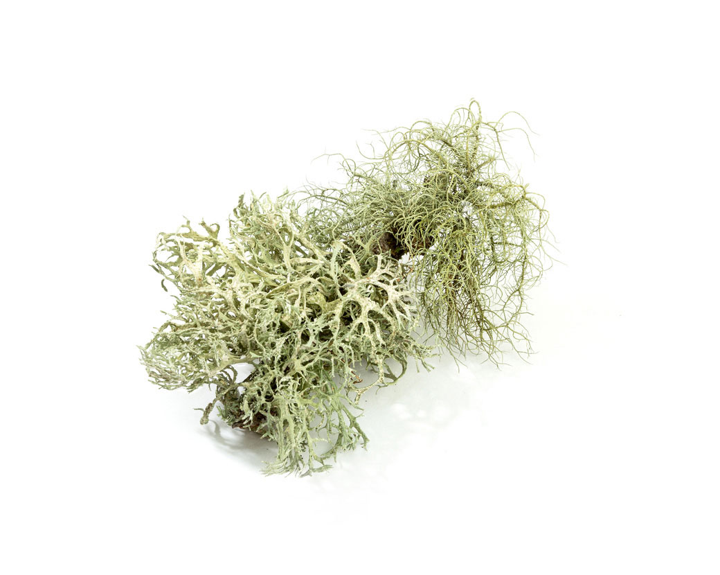 Usnea Barbata (Lichen) Extract